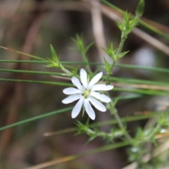 Stellaria pungens (Prickly Starwort) at Cotter River, ACT - 21 Dec 2022 by Tapirlord