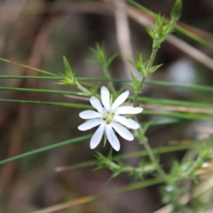 Stellaria pungens at Cotter River, ACT - 21 Dec 2022
