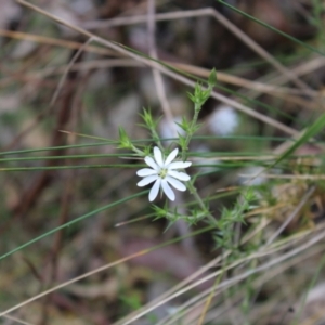 Stellaria pungens at Cotter River, ACT - 21 Dec 2022