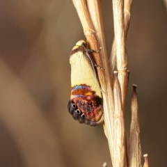 Eupselia satrapella and similar species (An Hypertrophid moth) at Tuggeranong Hill - 5 Jan 2023 by DanMab