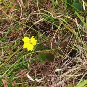 Goodenia hederacea subsp. hederacea at Molonglo Valley, ACT - 11 Jan 2023 07:47 AM