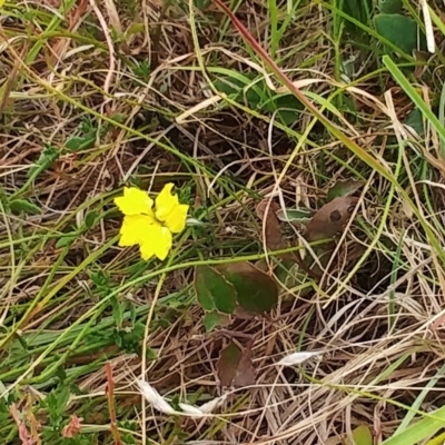 Goodenia hederacea subsp. hederacea (Ivy Goodenia, Forest Goodenia) at Molonglo Valley, ACT - 10 Jan 2023 by sangio7