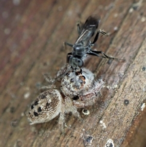 Pompilidae (family) at Cook, ACT - 12 Jan 2023