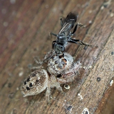 Pompilidae (family) (Unidentified Spider wasp) at Cook, ACT - 12 Jan 2023 by CathB