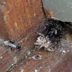 Pompilidae (family) at Cook, ACT - 12 Jan 2023