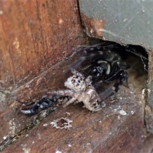 Pompilidae (family) at suppressed - 12 Jan 2023