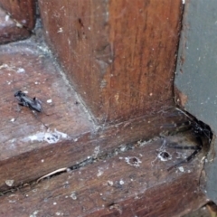 Pompilidae (family) at Cook, ACT - 12 Jan 2023