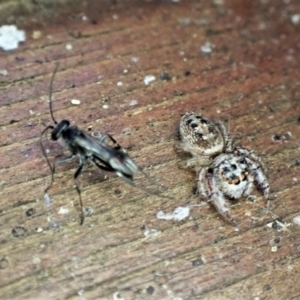 Pompilidae (family) at suppressed - 12 Jan 2023