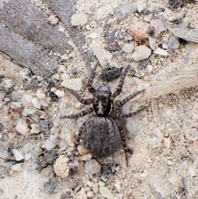 Jotus frosti (Frost's jumping spider) at Paddys River, ACT - 10 Jan 2023 by CathB