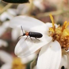 Malachiinae (subfamily) (Soft-winged flower beetle) at Paddys River, ACT - 10 Jan 2023 by CathB