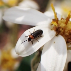 Malachiinae (subfamily) at Paddys River, ACT - 10 Jan 2023 03:01 PM