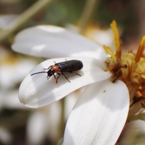 Malachiinae (subfamily) at Paddys River, ACT - 10 Jan 2023