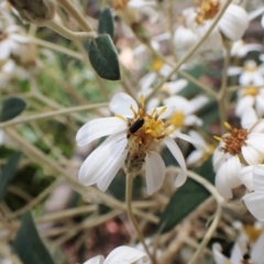 Malachiinae (subfamily) at Paddys River, ACT - 10 Jan 2023 03:01 PM