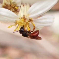 Exoneura sp. (genus) (A reed bee) at Paddys River, ACT - 10 Jan 2023 by CathB