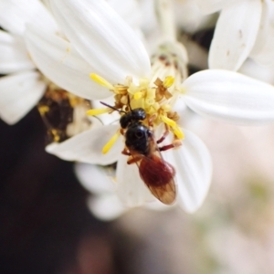 Exoneura sp. (genus) at Paddys River, ACT - 10 Jan 2023