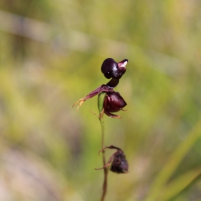 Caleana major (Large Duck Orchid) at Sassafras, NSW - 27 Dec 2022 by Tapirlord