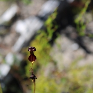 Caleana major at Sassafras, NSW - suppressed