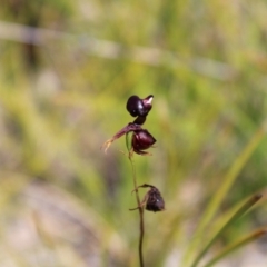 Caleana major at Sassafras, NSW - suppressed