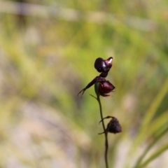 Caleana major at Sassafras, NSW - suppressed