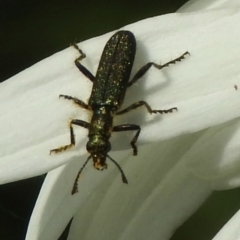 Eleale aspera (Clerid beetle) at Burradoo, NSW - 31 Dec 2022 by GlossyGal