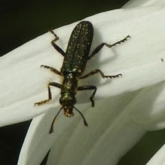 Eleale aspera (Clerid beetle) at Wingecarribee Local Government Area - 31 Dec 2022 by GlossyGal