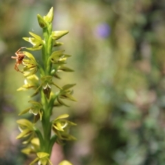 Prasophyllum flavum (Yellow Leek Orchid) at Morton National Park - 27 Dec 2022 by Tapirlord