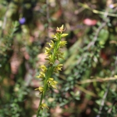 Prasophyllum flavum at Sassafras, NSW - suppressed