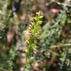 Prasophyllum flavum at Sassafras, NSW - suppressed