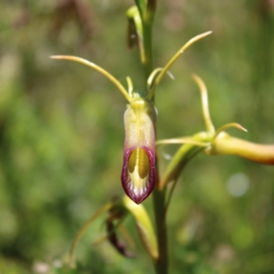 Cryptostylis subulata (Cow Orchid) at Boolijah, NSW - 28 Dec 2022 by Tapirlord