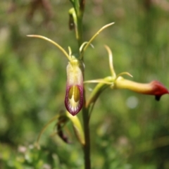 Cryptostylis subulata at Boolijah, NSW - suppressed