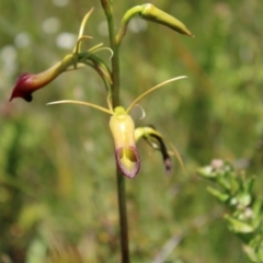 Cryptostylis subulata at Boolijah, NSW - suppressed