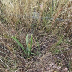 Plantago varia (Native Plaintain) at Molonglo Valley, ACT - 11 Jan 2023 by sangio7