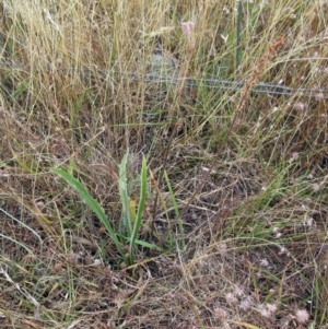 Plantago varia at Molonglo Valley, ACT - 11 Jan 2023