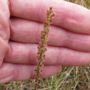 Plantago varia at Molonglo Valley, ACT - 11 Jan 2023