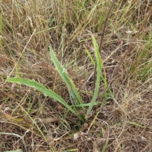 Plantago varia at Molonglo Valley, ACT - 11 Jan 2023