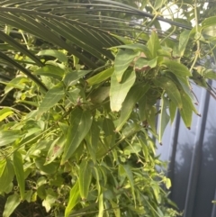 Clematis glycinoides at Long Beach, NSW - 11 Jan 2023 04:36 PM