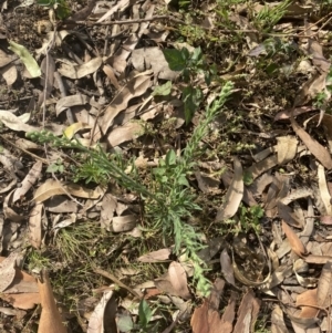 Erigeron bonariensis at Long Beach, NSW - 11 Jan 2023 04:35 PM