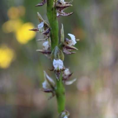 Prasophyllum australe (Austral Leek Orchid) at Morton National Park - 28 Dec 2022 by Tapirlord