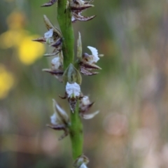 Prasophyllum australe at Boolijah, NSW - 28 Dec 2022