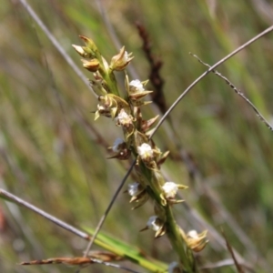 Prasophyllum australe at Boolijah, NSW - 28 Dec 2022