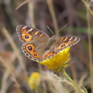 Junonia villida at Kambah, ACT - 12 Jan 2023 03:25 PM