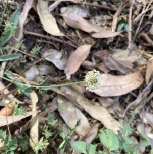 Plantago lanceolata at Long Beach, NSW - 11 Jan 2023 04:34 PM