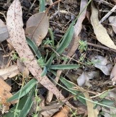 Plantago lanceolata at Long Beach, NSW - 11 Jan 2023 04:34 PM