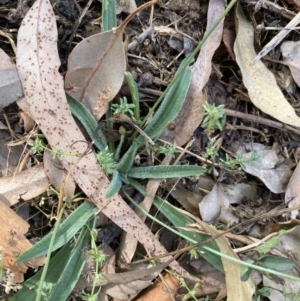 Plantago lanceolata at Long Beach, NSW - 11 Jan 2023 04:34 PM