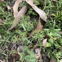 Cyclospermum leptophyllum (Slender Celery, Wild Carrot) at Long Beach, NSW - 11 Jan 2023 by natureguy