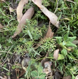 Cyclospermum leptophyllum at Long Beach, NSW - 11 Jan 2023