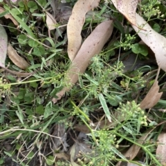 Cyclospermum leptophyllum at Long Beach, NSW - 11 Jan 2023