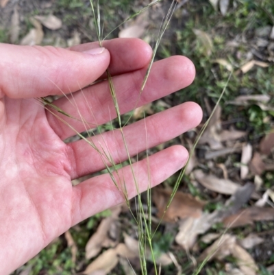 Austrostipa sp. (A Corkscrew Grass) at Long Beach, NSW - 11 Jan 2023 by natureguy