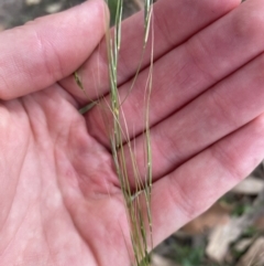 Austrostipa sp. at Long Beach, NSW - 11 Jan 2023 04:33 PM