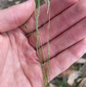 Austrostipa sp. at Long Beach, NSW - 11 Jan 2023 04:33 PM